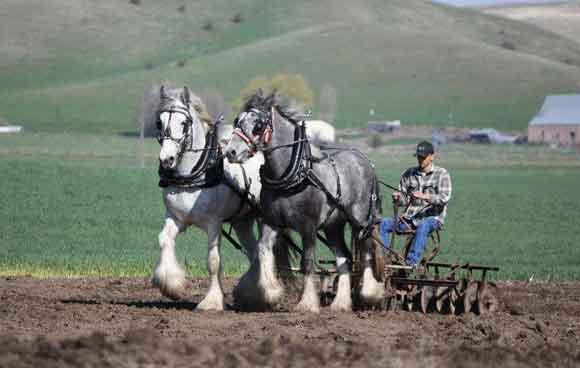 Belgian Draft Horses Used To Potato Harvest In The Traditional Way